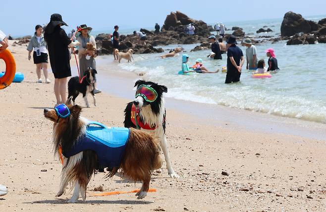 5일 인천 중구 영종도 선녀바위해수욕장에서 열린 ‘인천 댕댕(반려견) 썸머비치’를 찾은 반려견과 보호자들이 더위를 식히고 있다.[연합]