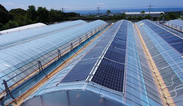 제주도농업기술원에 설치된 태양광 필름. 제주도는 농장에서 자체 생산한 에너지로 감귤을 생산하는 체계를 만들어 탄소중립 시대 구현에 앞장설 방침이다.