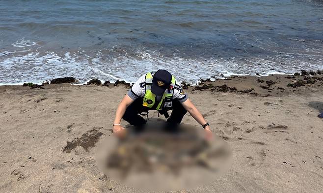 제주 해수욕장 백사장에서&nbsp;발견된 멸종위기종 푸른바다거북 사체. 제주해양경찰서 제공