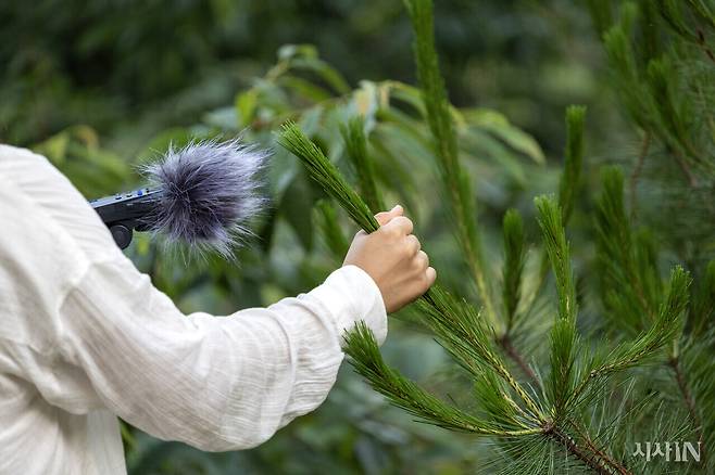 김산아씨가 솔잎을 만지며 소리를 듣고 있다. ⓒ시사IN 박미소