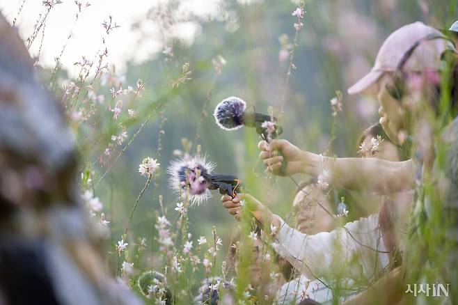 사운드 워커들이 꽃에서 꿀을 따 먹는 벌들의 소리를 녹음하고 있다. ⓒ시사IN 박미소