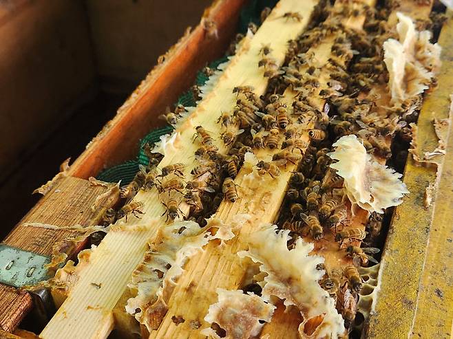 지난 15일 대전 지역 양봉농가에 방문해 운영 현황을 들어봤다.사진은 벌통에 2만 마리의 꿀벌들이  활동 중인 모습.(사진=정바름 기자)