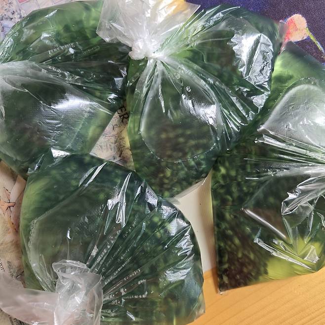 오천장에서 사 온 생 다슬기를 손질해 소분해서 냉동실에 넣고 나니 뿌듯하다.