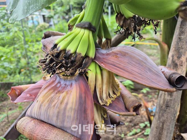 지난 15일 오전 서울 노원구 중계본동의 한 농원에 손가락 두 마디 쯤 자란 바나나가 꽃잎 사이로 매달려 있다. (사진=정윤지 기자)