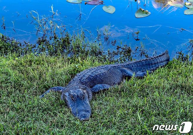 미국 플로리다주(州) 에버글레이드 국립공원에 있는 악어. 사진은 기사 내용과 관계 없음. ⓒ AFP=뉴스1 ⓒ News1 김예슬 기자