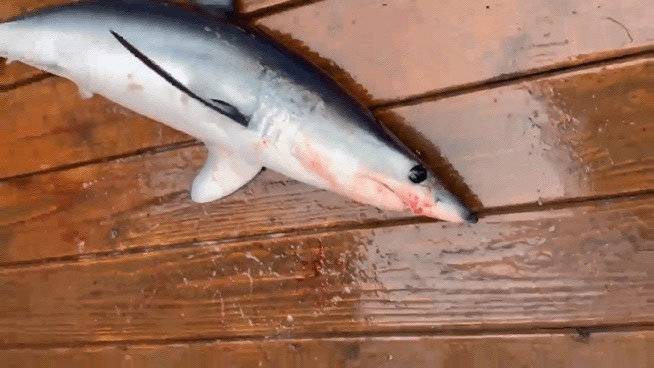 17일 오전 동해 최북단 강원 고성 대진항 인근 해상에서 잡힌 규모 70㎝, 무게 10㎏ 규모 청상아리. (속초해경 제공) 2025.7.17