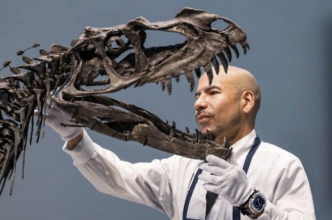 소더비 관계자가 16일(현지 시간) 경매 준비 과정에서 어린 세라토사우루스 골격을 다루고 있다. 에두아르도 무노즈/로이터 제공.