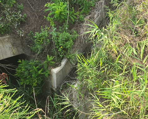 학대자가 개를 던진 농수로. 동물자유연대 제공