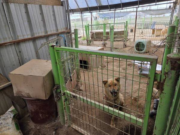 인천 계양구 다남동에 있는 인천시수의사회 유기동물 보호소에서 보호 중인 수십 마리의 개들이 좁은 철창 안에 갇혀있다. 철창 안 바닥에는 배설물이 쌓여 파리가 날아다니는 등 열악한 환경이다. 박귀빈기자