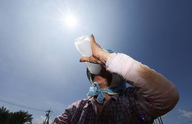 경북 고령군 다산면의 한 밭에서 파 모종을 심던 농민이 얼음물을 마시며 더위를 식히고 있다. [연합]