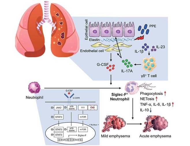 인터류킨-17A-G-CSF 축에 의한 병원성 Siglec-F+ 호중구의 분화 기전. (사진=성균관대 제공) *재판매 및 DB 금지