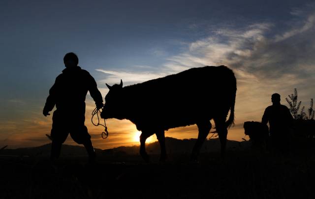 ▲어미 소와 송아지를 이끌고 이동하는 농민의 모습(2021년 자료사진). ⓒ연합뉴스