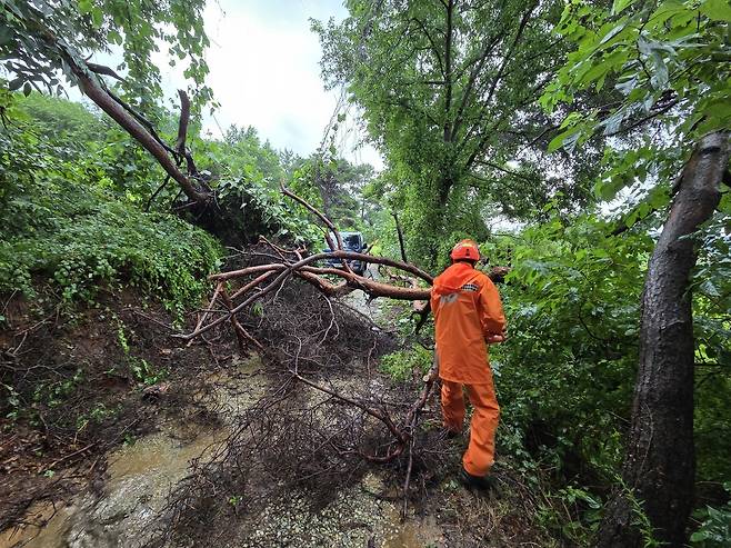 7일 오전 11시 52분께 전북 완주군 고산면 한 야산에 나무가 쓰러져있어 소방대원이 현장 조치에 나서고 있다.&nbsp; &nbsp;전북 소방 제공
