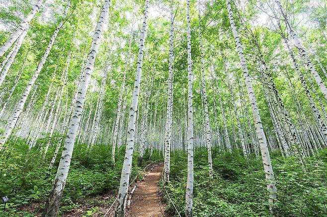 원대리 자작나무숲. 사진제공|승우여행사