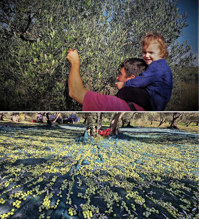 크로아티아의 올리브 재배 모습. 사진제공|크로아티아관광청/CNTB
