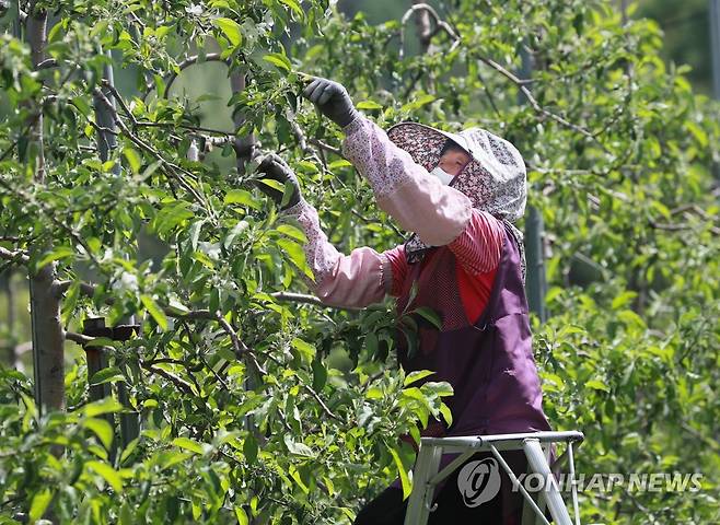 사과나무 적과 작업 [연합뉴스 자료사진]