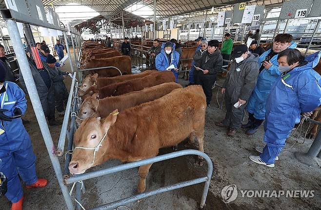 고령 우시장 [연합뉴스 자료사진]