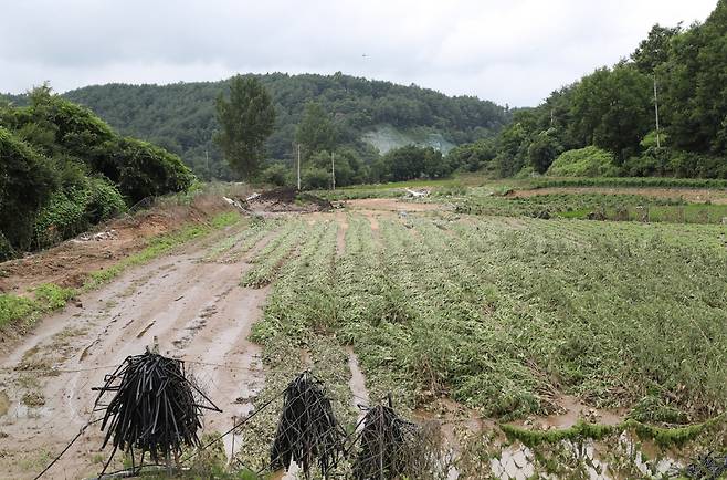 지난 10일부터 이어진 기록적인 폭우로 경북도 내 한 농가의 밭이 물에 잠기면서 농작물이 큰 피해를 입었다./피현진 기자