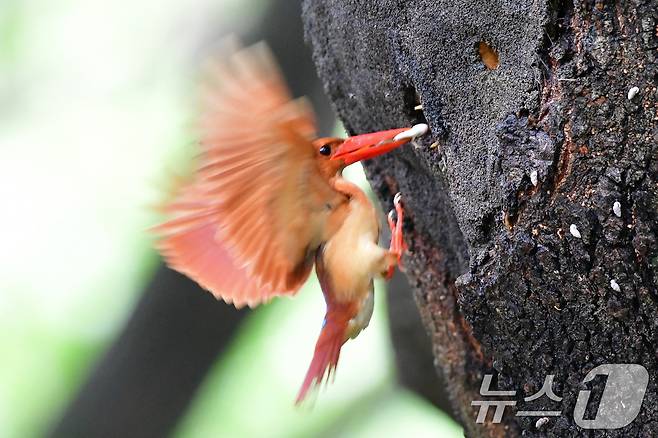 18일 경북 경주시 안강읍 옥산서원 숲 고목나무에 둥지를 튼 호반새가 새끼들에게 먹잇감을 물어다주고 있다. 2025.7.18/뉴스1 ⓒ News1 최창호 기자