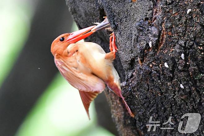 18일 경북 경주시 안강읍 옥산서원 숲 고목나무에 둥지를 튼 호반새가 새끼들에게 먹잇감을 물어다주고 있다. 2025.7.18/뉴스1 ⓒ News1 최창호 기자