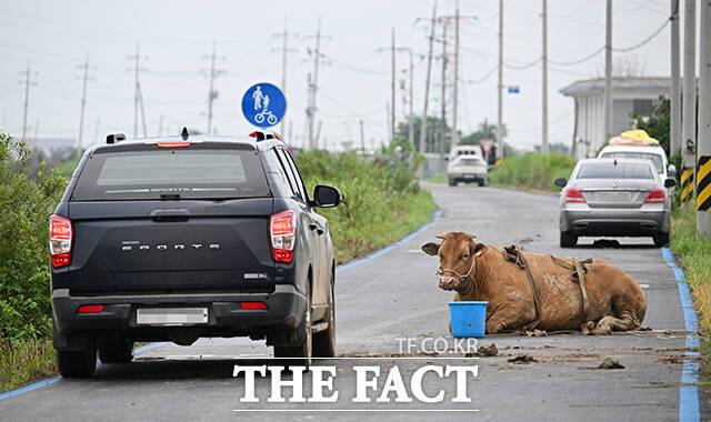 18일 오후 충남 예산군 삽교읍 일대 도로에 소가 대피해 있다. /예산=박헌우 기자