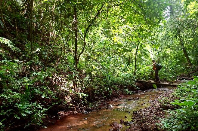 울창한 숲과 계곡을 따라 즐기는 정글 트레킹