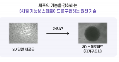 에스바이오메딕스가 개발한 FECS 기술은 2차원 평면 위에 흩어져 있던 단일 세포들이 24시간 이내에 자가 조직화 과정을 통해 3차원 스페로이드(세포 응집체)로 전환되도록 유도한다. 이 과정에서 세포들은 서로 강하게 결합하며, 생체 내 조직과 유사한 구조를 형성해 기능성과 생착력을 높일 수 있다. 에스바디오메딕스 제공