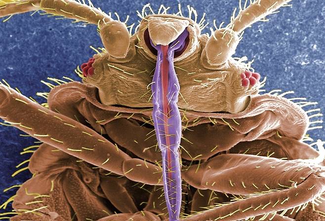 빈대(학명 Cimex lectularius)의  컬러 주사 전자 현미경(SEM) 이미지. 보라색 부분이 피를 빨기 위해 사람 피부를 관통하는 입이다. /미 질병통제예방센터