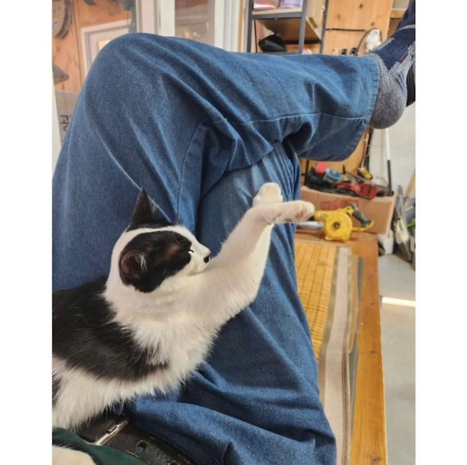 image.png 아빠 사무실에서 키우는 고양이