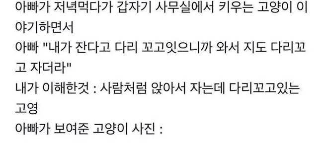 아빠 사무실에서 키우는 고양이.jpg