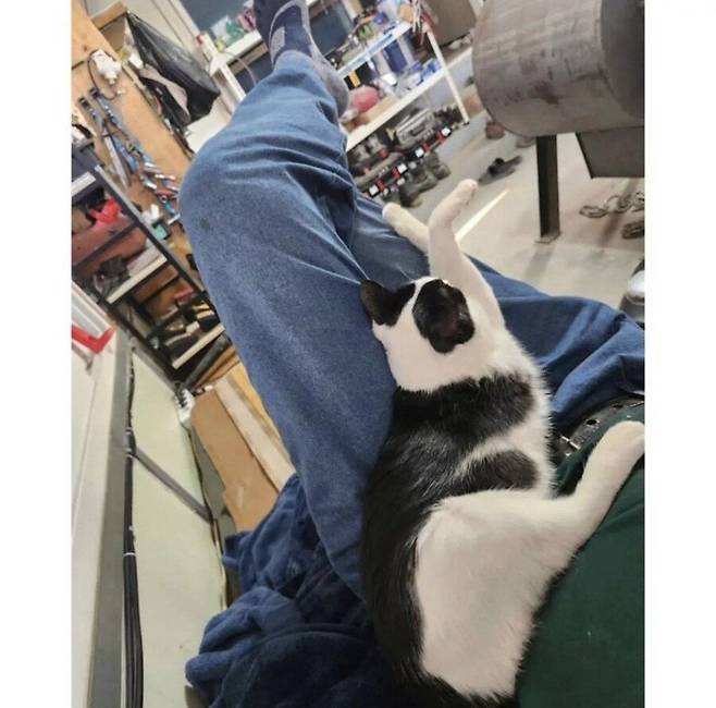 아빠 사무실에서 키우는 고양이.jpg