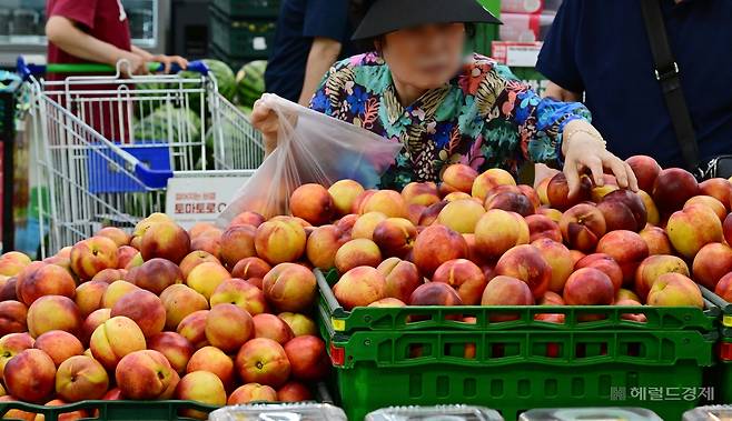 최근 계속되는 무더위와 폭우로 과일 가격이 폭등한 가운데 18일 오후 서울 서초구 하나로마트 양재점에서 시민들이 과일을 고르고 있다.   이상섭 기자