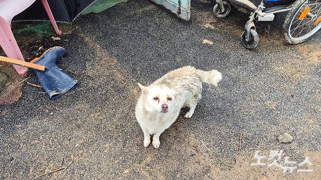 지난 폭우로 주인을 잃은 것으로 보이는 강아지가 18일 광주 북구 신안동에서 젖은 몸으로 애처롭게 사람을 바라보고 있다. 한아름 기자
