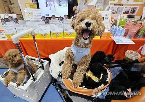 반려견들 기사 내용과 직접 관련 없음. [연합뉴스 자료사진]