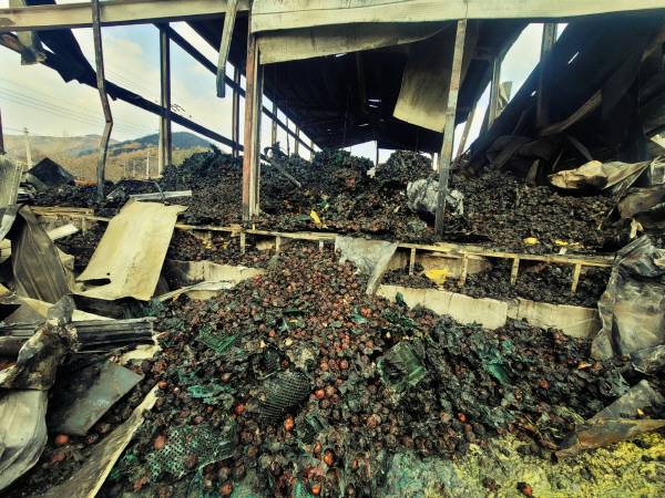 현재 태현(주) 산불 피해 현장은 철거가 모두 완료된 상태로, 사진은 철거 전 저온저장고 내부에 탄화된 사과가 남아 있던 당시의 상황. 김동현 기자 jhass80@kyongbuk.com