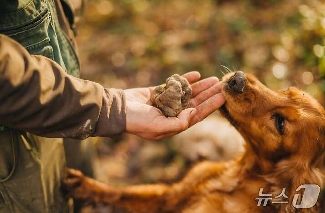트러플이 상하지 않도록 훈련된 개를 통해 수확한다(크로아티아관광청 제공)