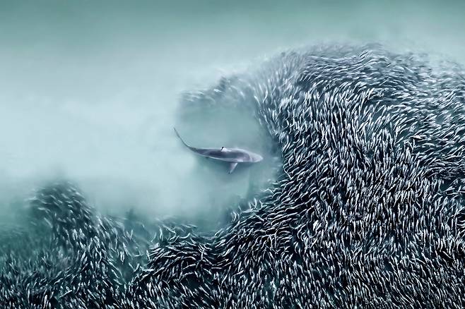 작품명 ‘게이트웨이’. 바다의 포식자인 스피너 상어가 미국 뉴욕주 사우샘프턴 인근 대서양 바다에서 먹잇감인 멘헤이든 물고기 떼를 사냥하고 있다. /조앤너 스테이들/2025국제항공사진가상