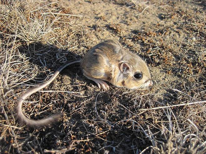 연구용 이어태그를 달고 있는 캥거루쥐. 사진 출처 미국 지질조사국(USGS)