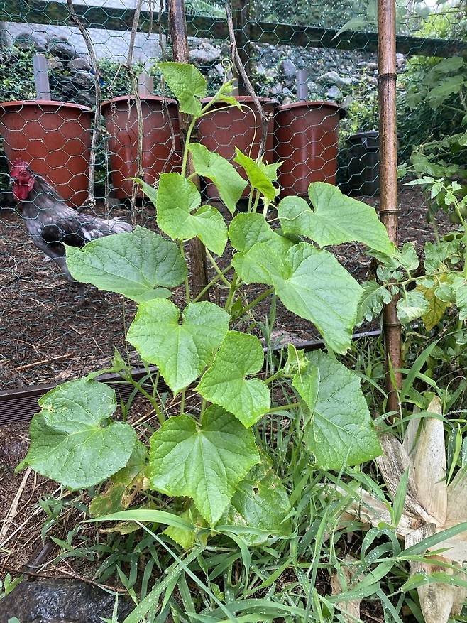 늦게 심은 토종 오이가 비를 맞으며 무럭무럭 자라고 있다.