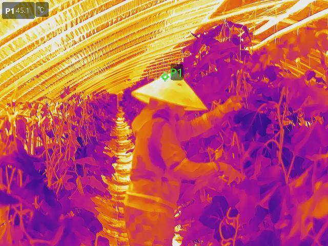 지난 9일 오후 경기 포천시의 한 애호박 비닐하우스에서 베트남 이주노동자가 전통 모자를 쓴 채 작업을 하고 있다. 모자의 표면 온도는 45도까지 올라갔다. 포천=최주연 기자