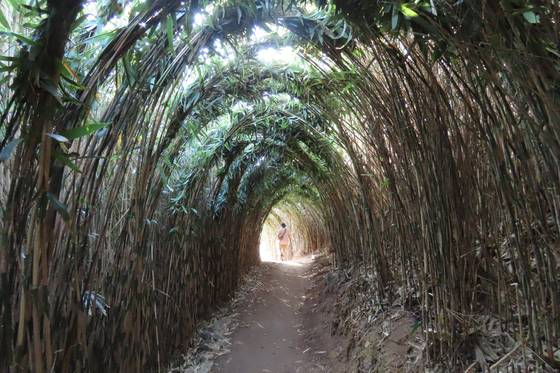 강원도 동해시 추암 촛대바위 대나무숲 터널. 이곳의 문화관광해설사는 "관광객이 좋종 놓치는 핫플"이라고 소개했다. 김홍준 기자