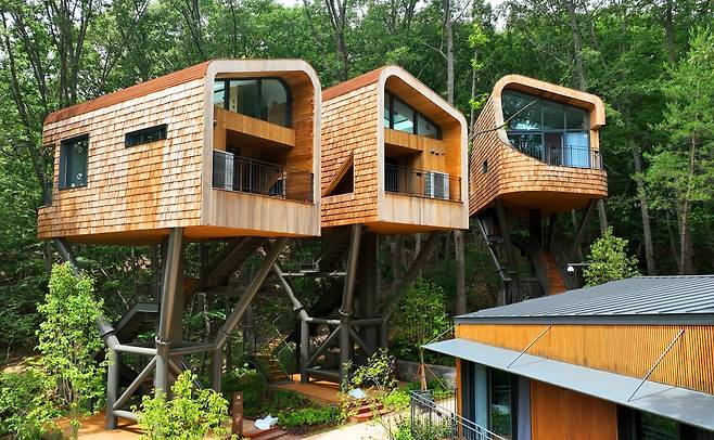 Three treehouses built 14 meters above ground at Surak Hyu (Surak Hyu)