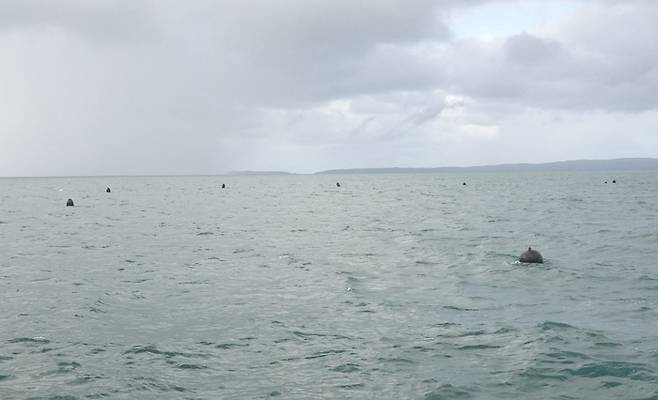 저비스만 한 가운데 떠 있는 검은색 부표들. 이 부표와 부표를 연결하는 로프에는 홍합 주머니와 굴 통이 매달려 있다.