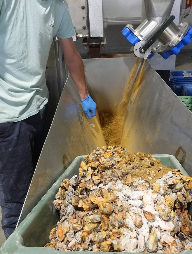 삶은 홍합을 파우더로 가공하고 있는 모습.