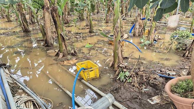 [진주=뉴시스]시설하우스 바나나 농장 침수.(사진=경남농업기술원 제공).2025.07.19.photo@newsis.com *재판매 및 DB 금지
