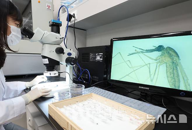 [인천=뉴시스] 중국 남부 광둥성 포산에서 모기를 매개로 한 감염병인 치쿤구니야열이 확산 중인 것으로 나타났다. 2025.07.19