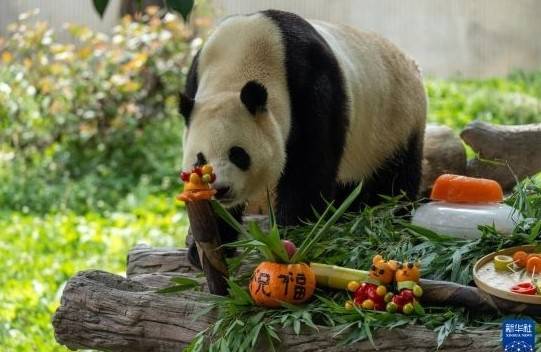 17일 (현지시간) 중국 쓰촨성 워룽 선수핑 기지의 푸바오. 신화통신 캡처.