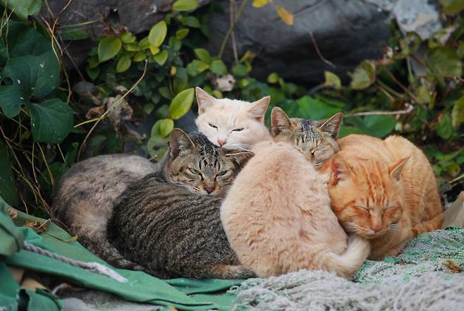 일본의 작은 섬 히메시마에는 고양이 100여 마리가 살고 있다. ⓒ이용한 제공