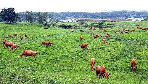 충북도 동물위생시험소 내 축산시험장 초지 [충북도 제공. 재판매 및 DB 금지]