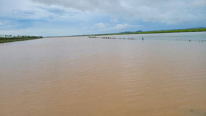 서산지역 집중호우로 인해 침수된 도로 및 농경지 모습